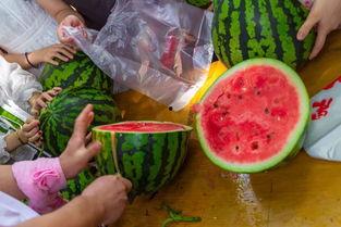 在哪有吃瓜视频,吃瓜视频的聚集地 第1张 在哪有吃瓜视频,吃瓜视频的聚集地 第1张